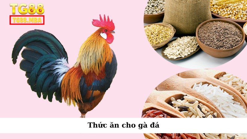Thức ăn cho gà đá